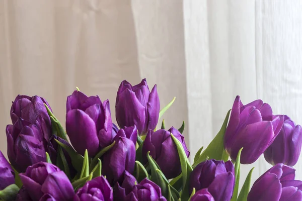 Spring Tulips Background — Stock Photo, Image