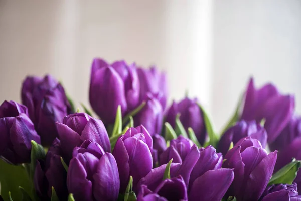 Bordure de fleurs de tulipes sur fond de vacances — Photo