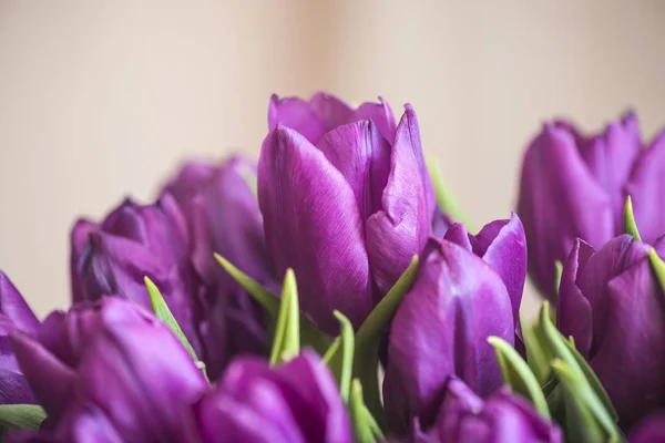 Borde de flores de tulipán sobre fondo de vacaciones — Foto de Stock