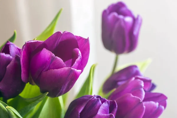 Beau fond de tulipes fraîches, symbole de chaleur et de printemps — Photo