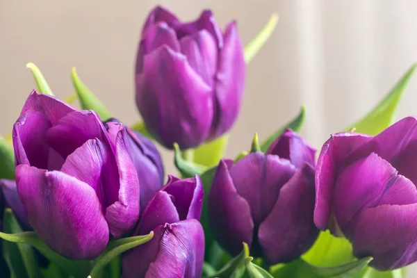 Beau fond de tulipes fraîches, symbole de chaleur et de printemps — Photo