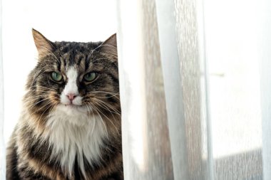 pencere yakın gülümseyen yeşil gözlü kedi.