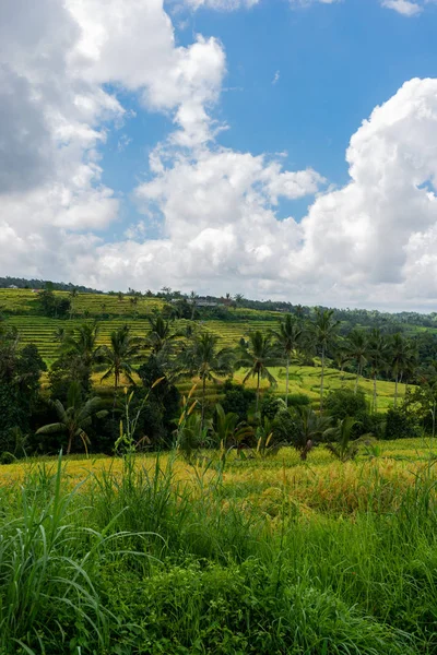 Güneşli bir günde olgun pirinç kulaklarının tepeleri. Pirinç terasları peyzaj. — Stok fotoğraf