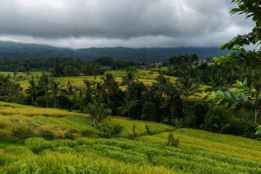 Bir yaz gününde pirinç teraslar güzel görünümü. Pirinç terasları peyzaj.