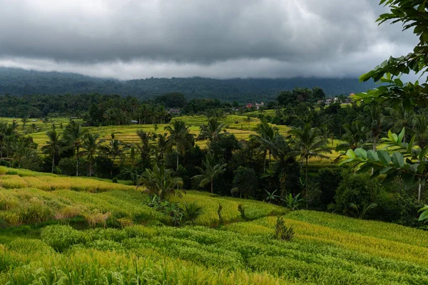 Hermosa vista de las terrazas de arroz en un día de verano. Terrazas de arroz Paisaje . —  Fotos de Stock