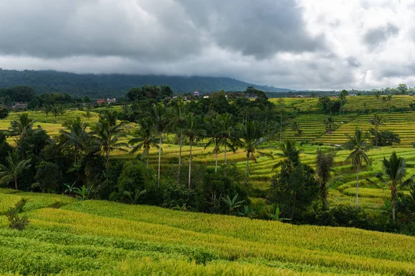 Hermosa vista de las terrazas de arroz en un día de verano. Terrazas de arroz Paisaje . —  Fotos de Stock