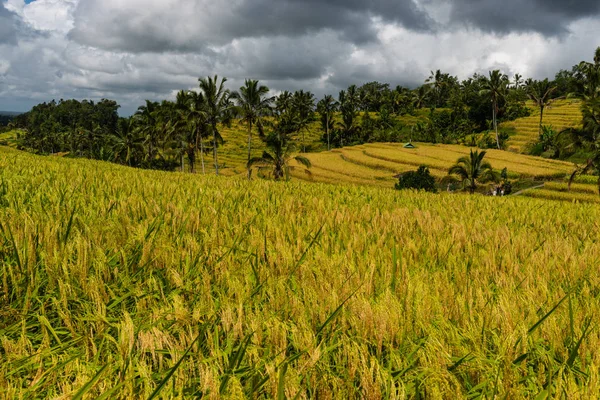 Όμορφη θέα από τις βεράντες του ρυζιού μια καλοκαιρινή μέρα. Ρύζι βεράντες τοπίο. — Φωτογραφία Αρχείου