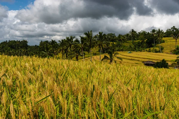 Collines de riz mûr épis par une journée nuageuse. Terrasses de riz Paysage . — Photo