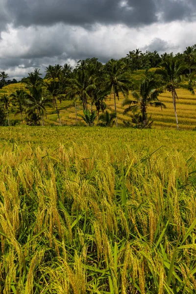 Λόφοι από ώριμα αυτιά ρυζιού σε συννεφιασμένη μέρα. Ρύζι βεράντες τοπίο. — Φωτογραφία Αρχείου