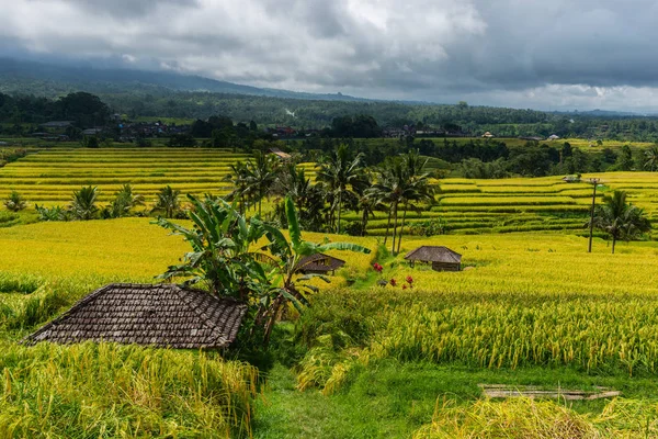 Terasy s rýží na šířku. Farmářské domy na terasách rýže. — Stock fotografie