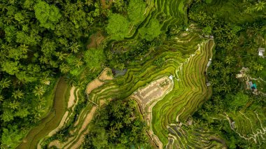 Bali Adası 'nda Güzel Pirinç Terasları.