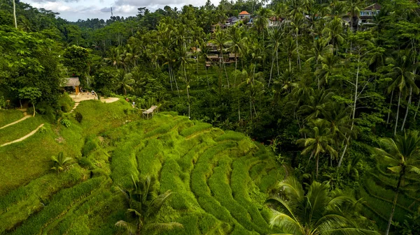 インドネシアのバリ島ウブド近くの田んぼ. — ストック写真