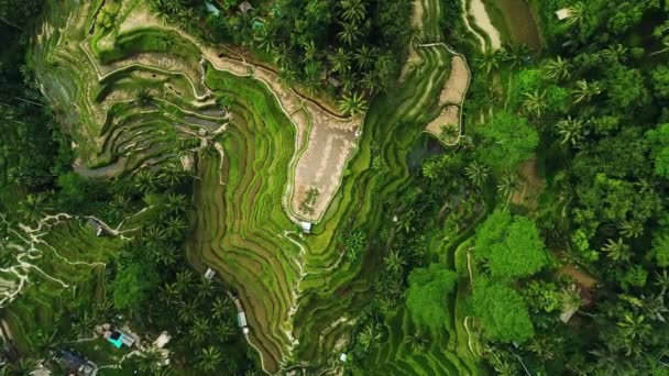 Beautiful Rice Terraces on the Bali Island. — Stock Video