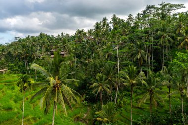 Tegallalang bir yaz gününde pirinç teraslar güzel görünümü. Pirinç terasları peyzaj.