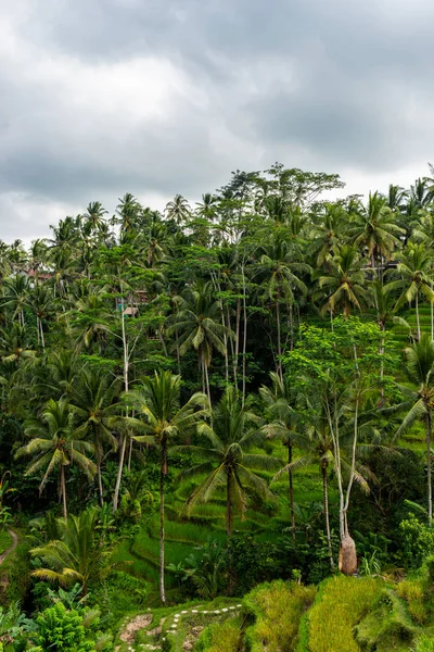 Vacker utsikt över risterrasserna på en sommardag i Tegallalang. Rice terrasser landskap. — Stockfoto