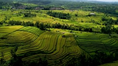 Bali Adası 'nda Güzel Pirinç Terasları