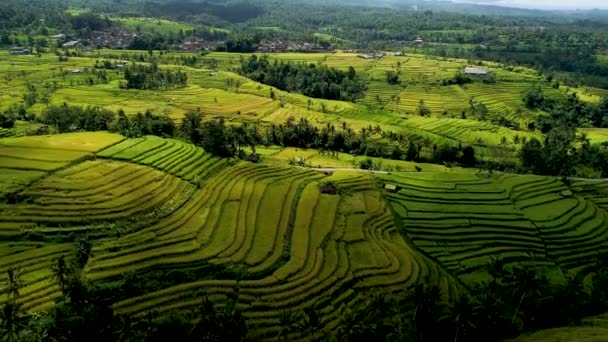 Beautiful Rice Terraces on the Bali Island — Stock Video