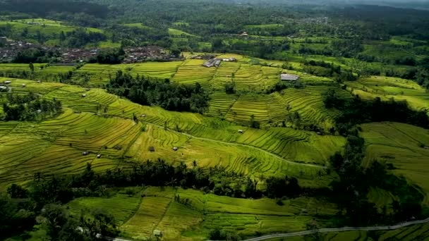 Bali 'de Jatiluwih Pirinç Terasları. — Stok video