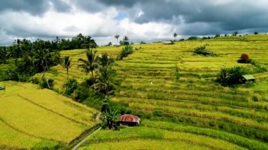 Bali Adası 'nda Harika Pirinç Terasları