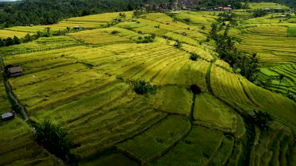 Incroyable rizière sur l'île de Bali 