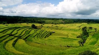 Bali 'de Jatiluwih Pirinç Terasları.