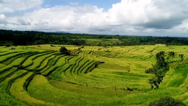 Bali 'de Jatiluwih Pirinç Terasları. — Stok video