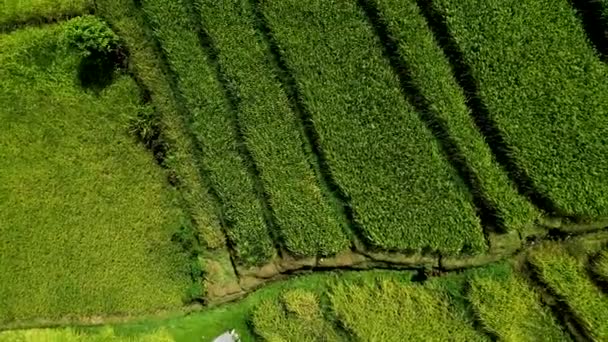 Rice field in the Asia. Top view. — Stock Video