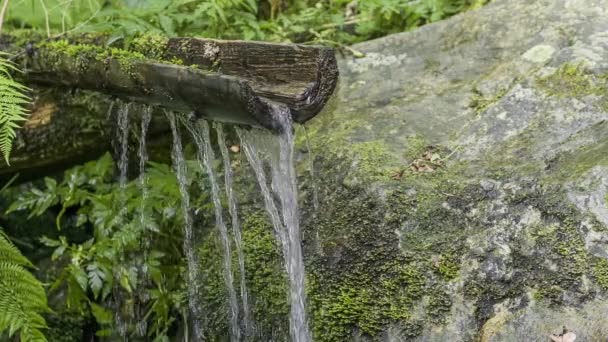 Fonte de Água Potável na Floresta — Vídeo de Stock