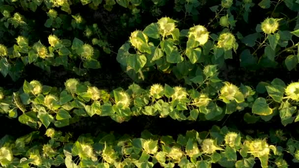 Повітряний вигляд поля зрізаних соняшників — стокове відео