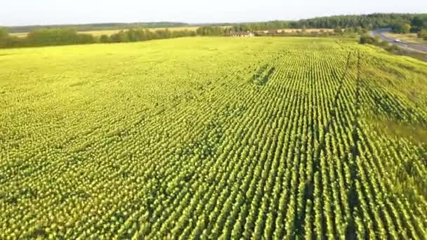 Luchtfoto van het veld van Gerijed zonnebloemen — Stockvideo