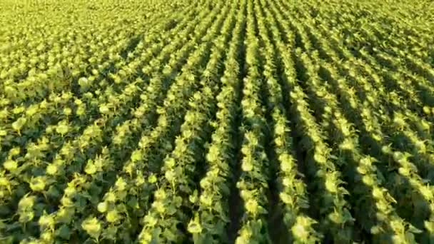 Luchtfoto van het veld van Gerijed zonnebloemen — Stockvideo