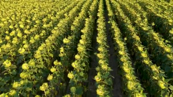 Luftaufnahme des Feldes der reifen Sonnenblumen — Stockvideo