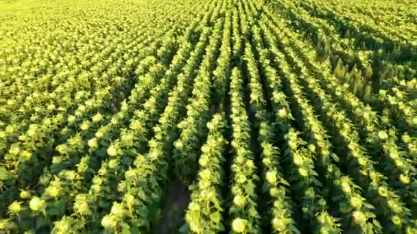 Luftaufnahme des Feldes der reifen Sonnenblumen — Stockvideo