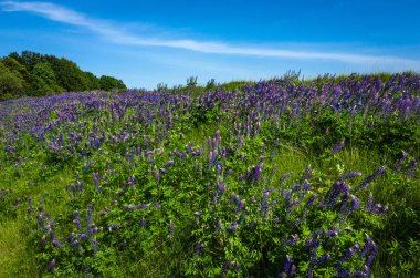 Lupinus polyphyllus çiçekleri açıyor. Lupin bitkisi tarlası. Çayırda mor mor lupin. Bahçe arka planında renkli yaz çiçekleri.