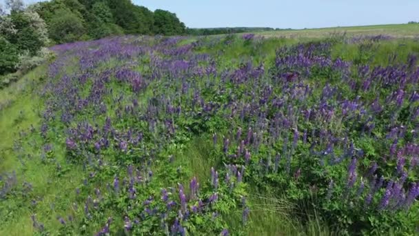 Hermosas flores de altramuz púrpura floreciendo en la naturaleza, jardín botánico — Vídeos de Stock