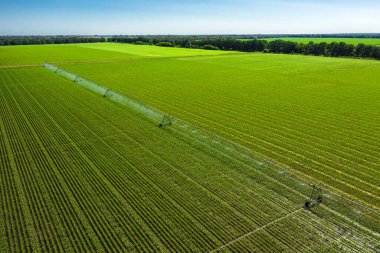 Güneşli bir yaz gününde, bir mısır tarlasını sulamak için tarım sulama sistemi..