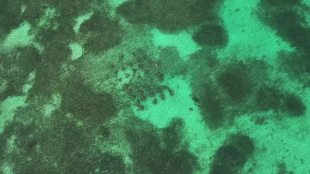 Tropical coral reef aerial view. — Stock Video