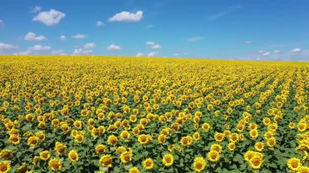 Sonnenblumenfeld am Himmel Luftaufnahme. — Stockvideo