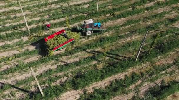 Harvesting hops in the field with a tractor aerial view. — Stock Video