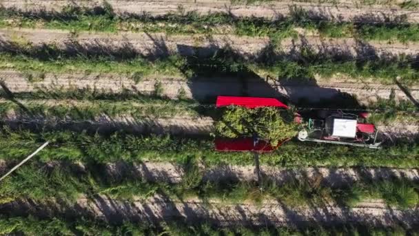 Skörd av humle i fält med en övre vy över traktorn. — Stockvideo