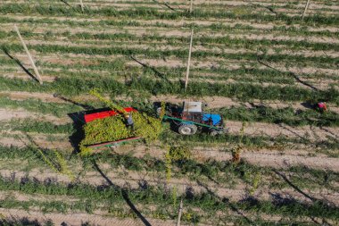 Agricultural workers harvest hops in the field aerial view clipart