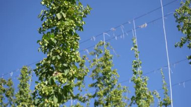 Bira ve ekmek yapmak için yeşil taze zıplama konileri tarımsal arka planda yakın plan.