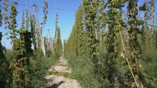 First-person walk through the hop field. — Stock Video