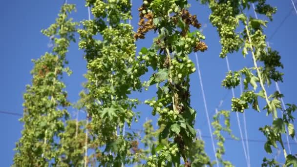 Trossen rijpe hop hangen aan een tak voor de oogst — Stockvideo