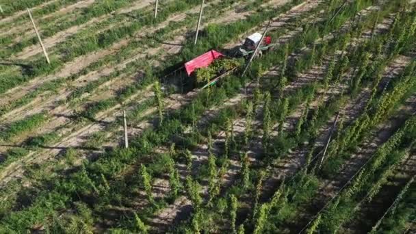 Harvesting hops in the autumn field with a tractor aerial view. — Stock Video