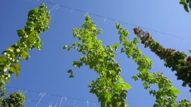 Gökyüzünde yeşil taze zıplama konileri tarımsal arka planda.
