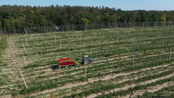 Harvesting hops in the autumn field aerial view. — Stock Video