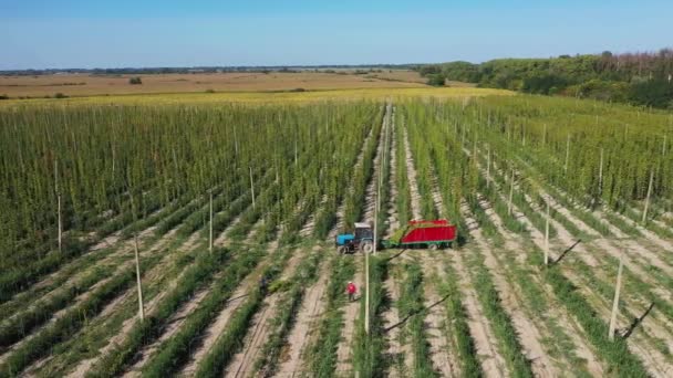 Los trabajadores cosechan lúpulos en un cuerpo tractor en una vista aérea de campo. — Vídeos de Stock