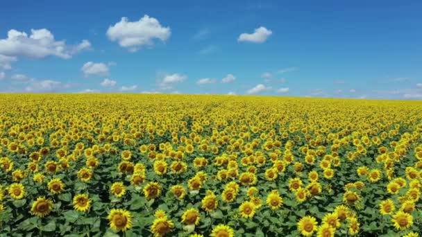 Campo girasoli con blu cielo nuvoloso vista aerea. — Video Stock