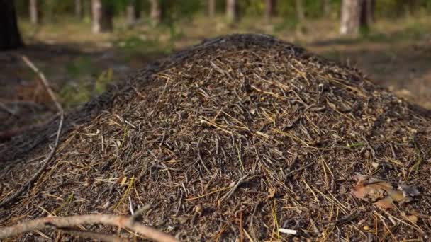 Molino en el bosque en otoño. — Vídeos de Stock